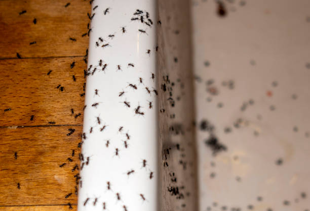 Best Flea Control Services  in Lewisburg, PA